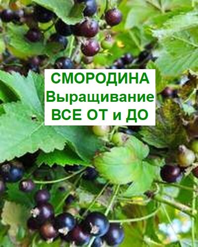 Смородина – замечательная ягодная культура, выращивание