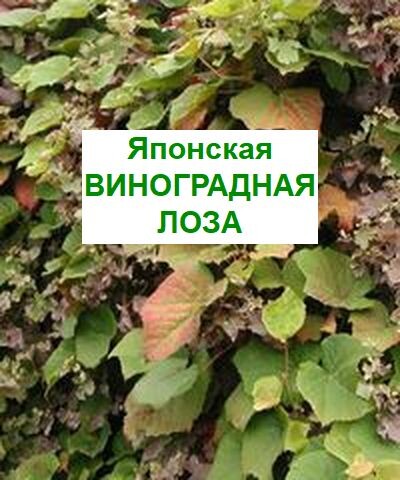 Японская виноградная лоза