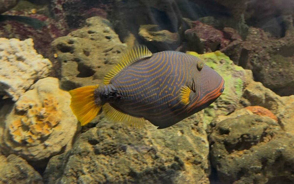 Оранжевополосый спинорог 