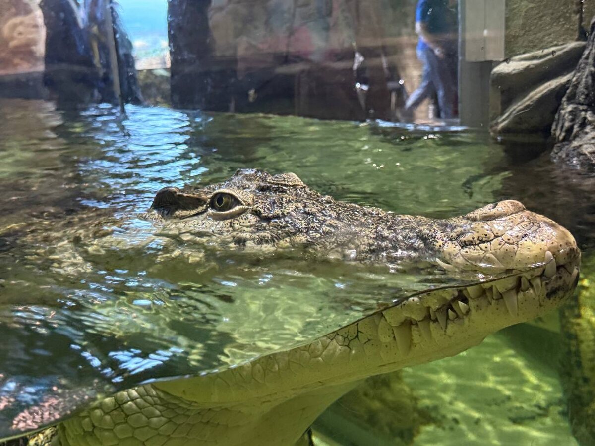 Нильский крокодил