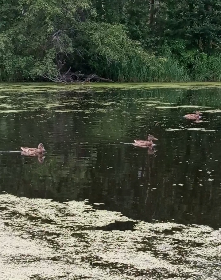 Скриншот с видео "Уточки".