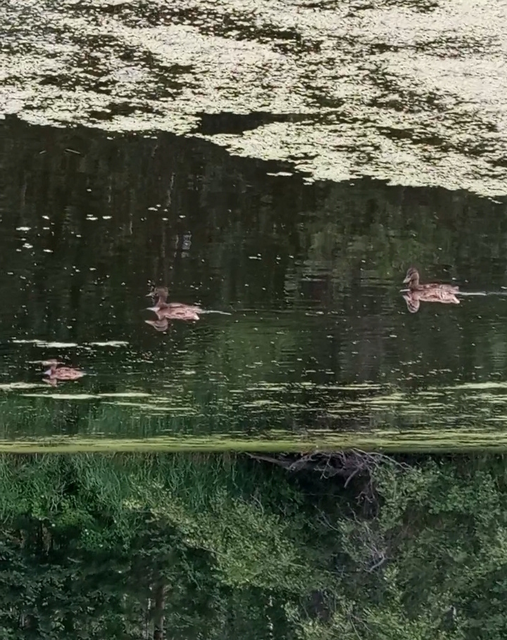 Перевернем фото и полюбуемся