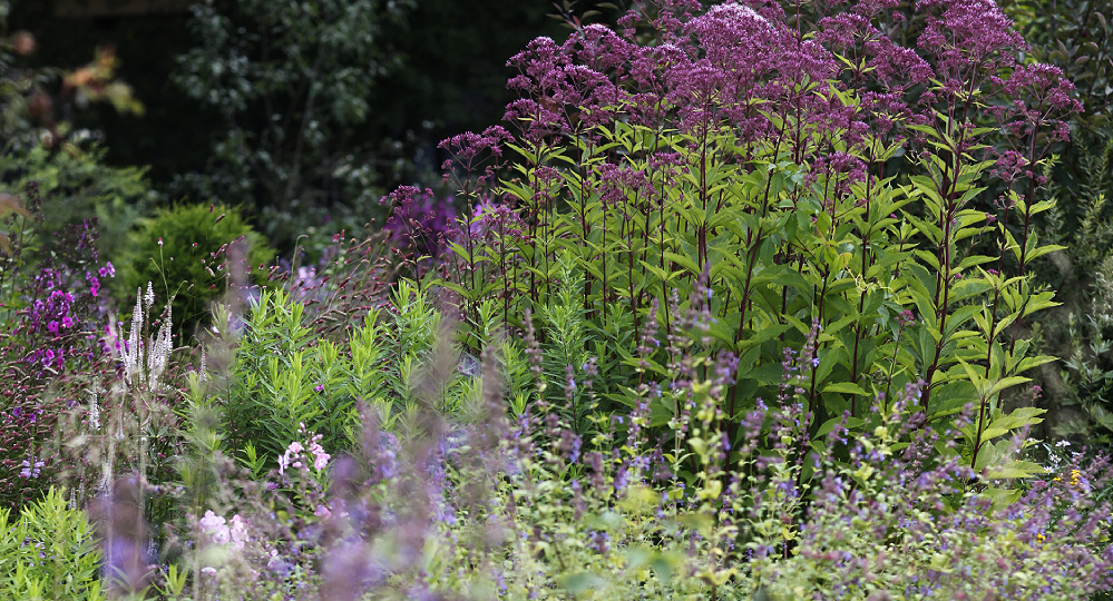 Сад моей сестры