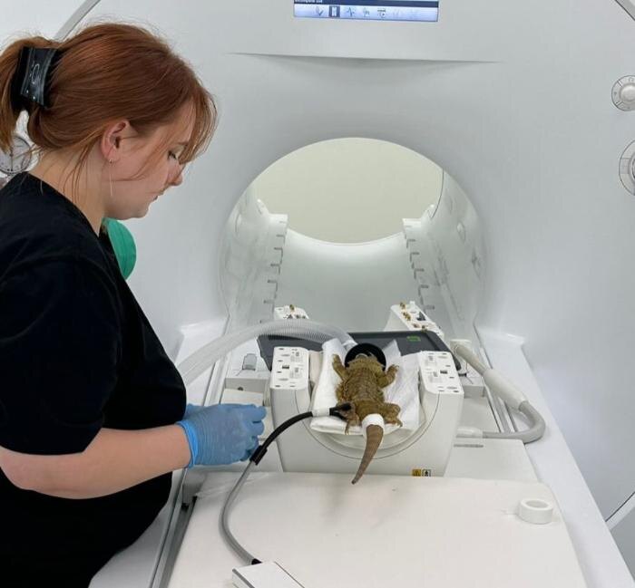     Фото: соцсети клиники «ВетПрофАльянс»