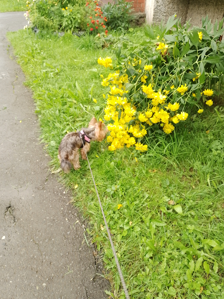 После дождя цветы склонились