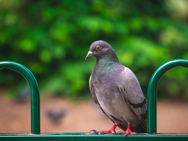    Фото: 123RF/aaabbbccc