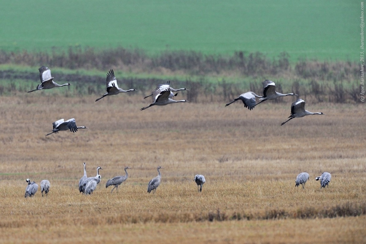 Серые журавли на полях заказника Журавлиная родина в Подмосковье(фото Игоря Барташова)