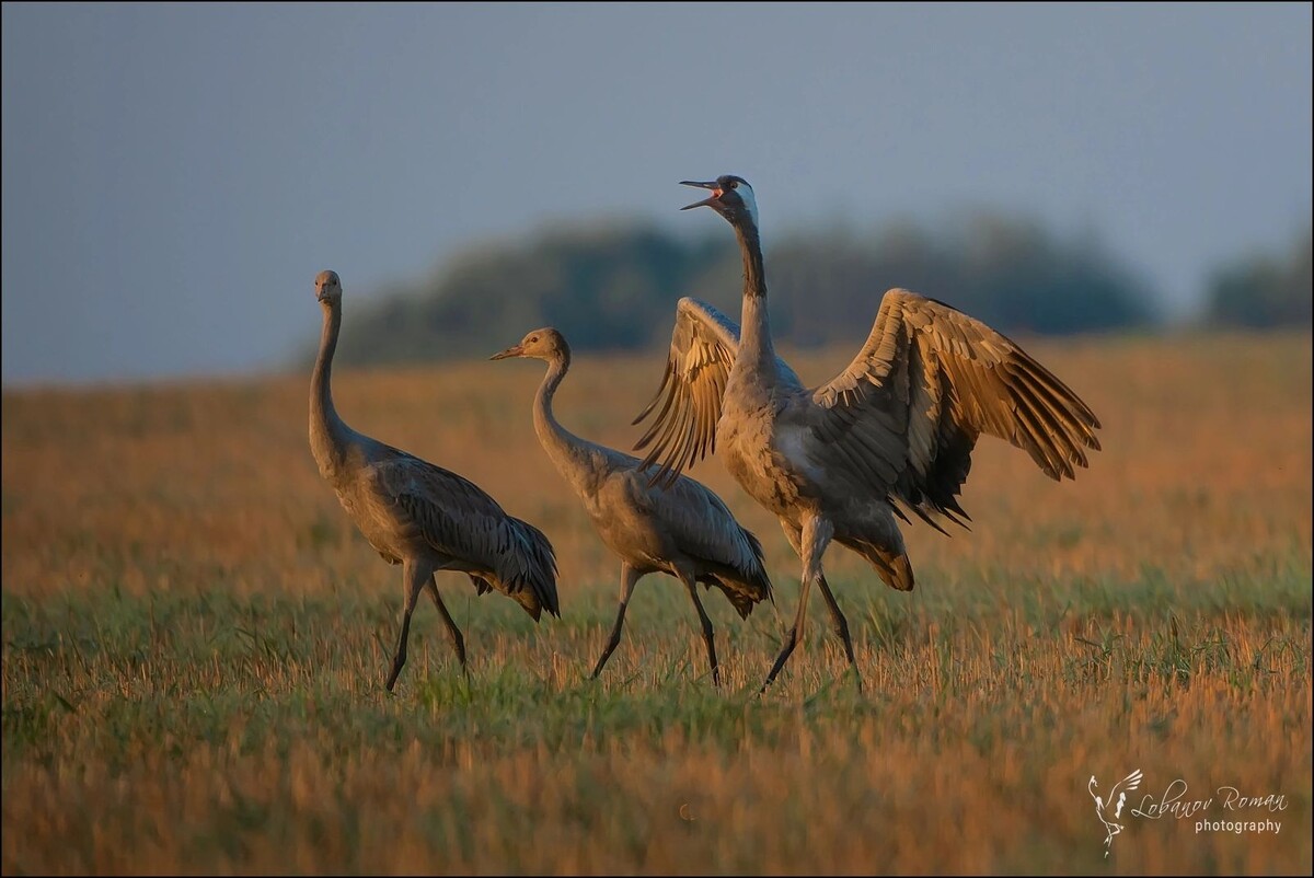 Журавли (фото Романа Лобанова)