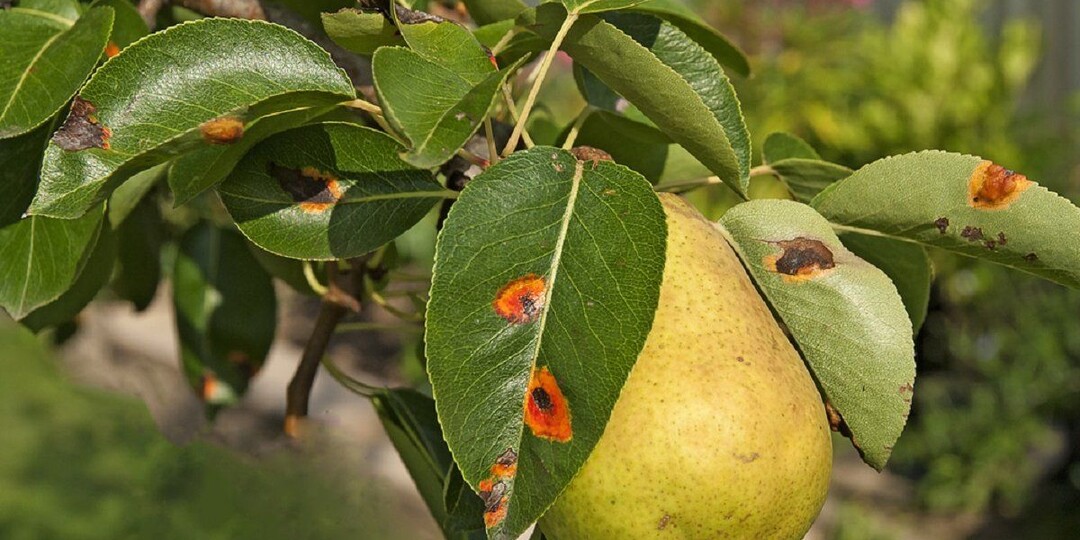 Ржавчина груши в конце августа - что делать сейчас
