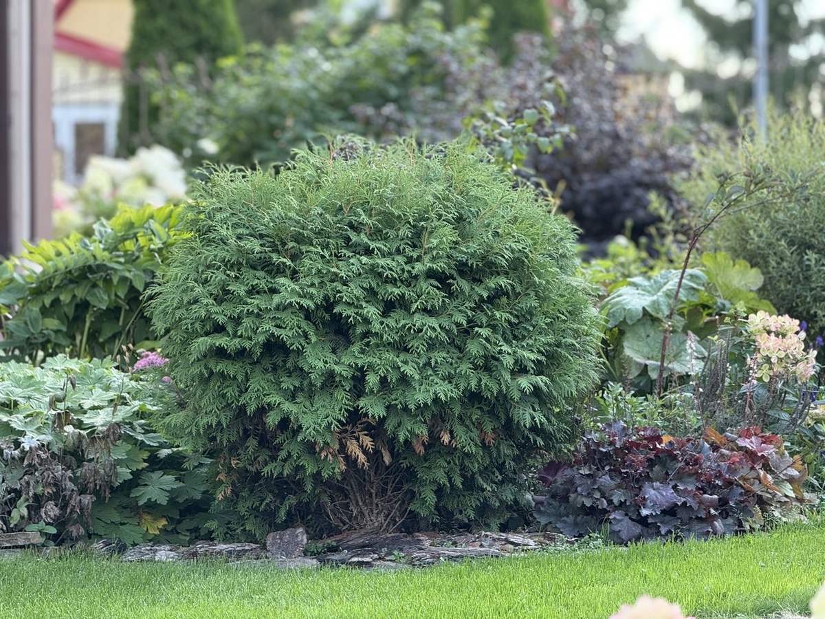Туя западная Даника в моем саду.
