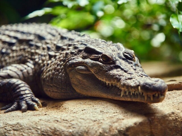    Фото: 123RF/icenando