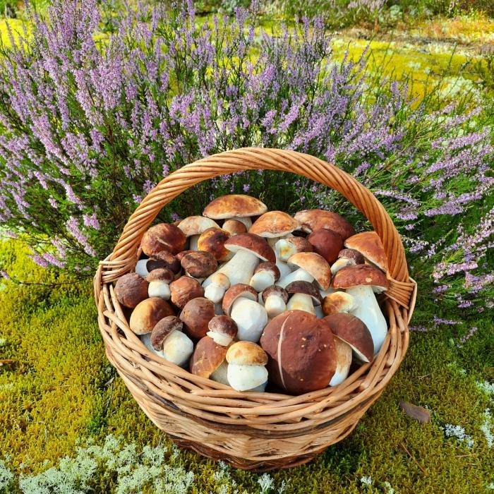 Фото: Юлия Алексеева-Романова