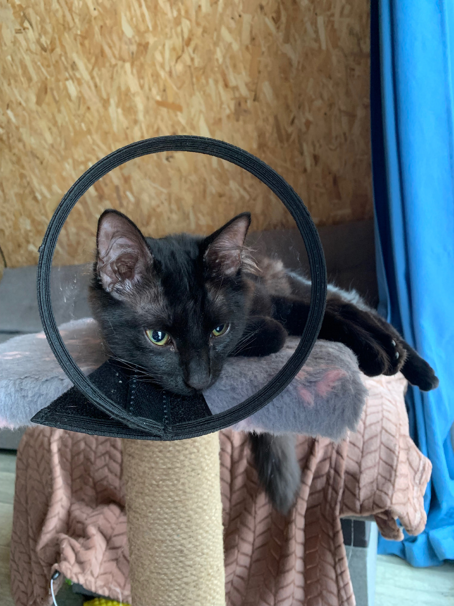 Котик после операции в воротнике🥺