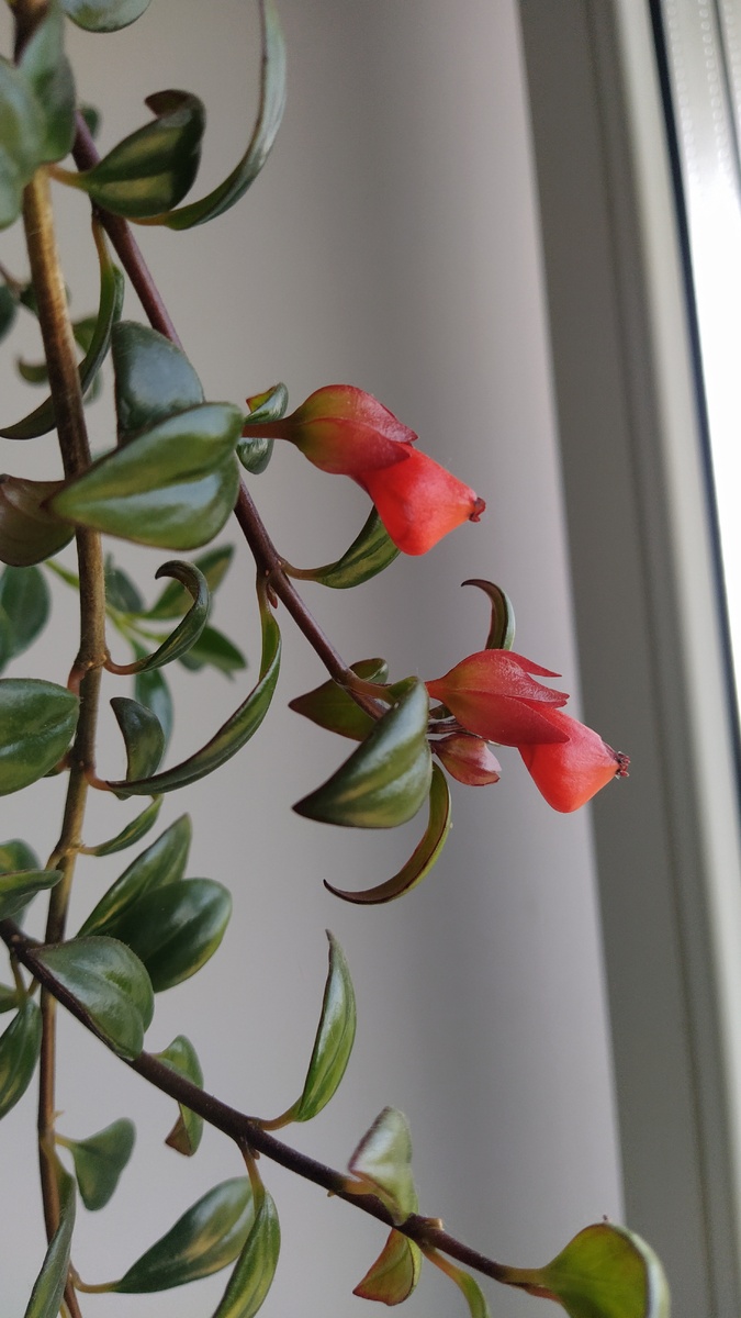 Нематантус 