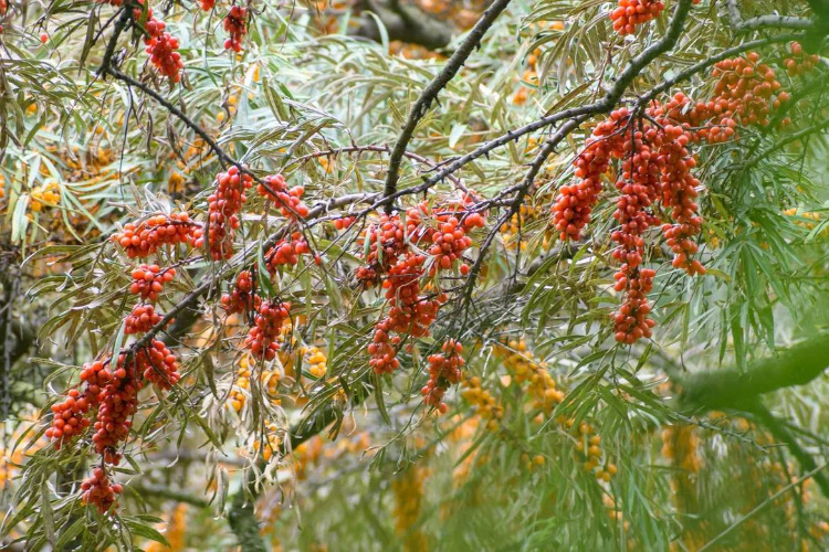    Фото: Ботанический сад МГУ