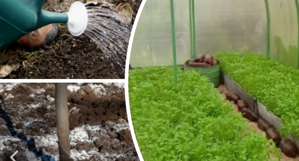 Как оздоровить почву от фитофторы: комплексный подход