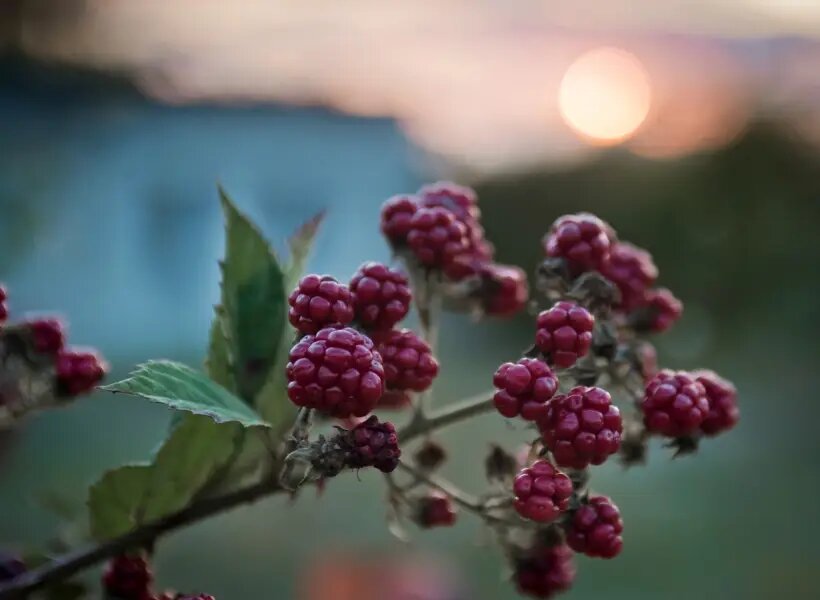  Плоды меняют цвет по мере созревания: от зеленого через красный к фиолетово-черному с сизым налетом при полной спелости   © РИА Новости. Сергей Мальгавко