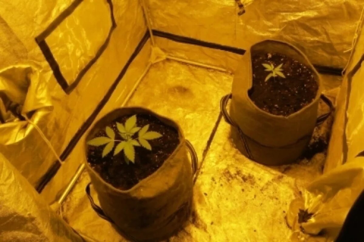    В Воркуте накрыли лабораторию по выращиванию марихуаны