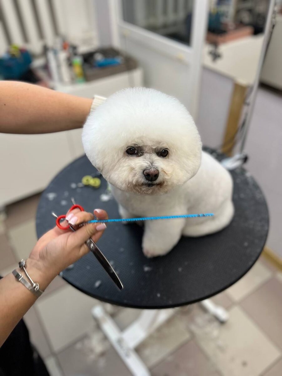 Сейчас в моде - "мимимишные" собачьи стрижки. © Photo : Из личного архива Карины Габрусь.