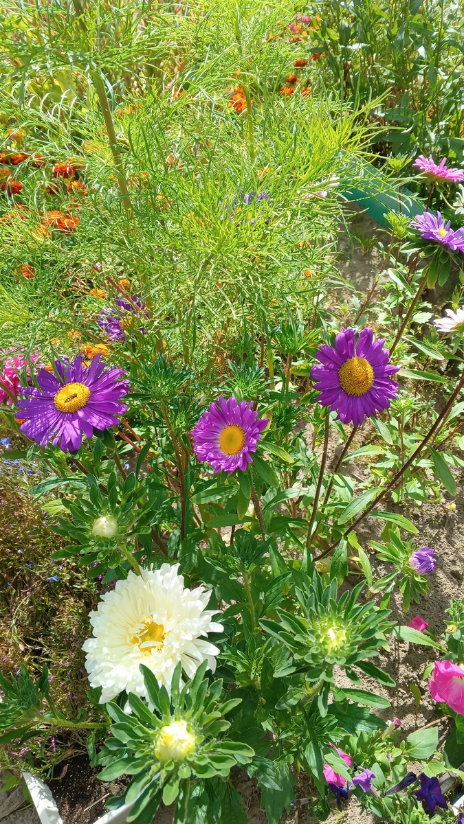 фото автора: астры на даче уже расцвели