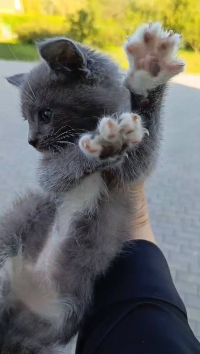 Кричал и шипел, пытаясь не дать себя в обиду. Фото из архива автора