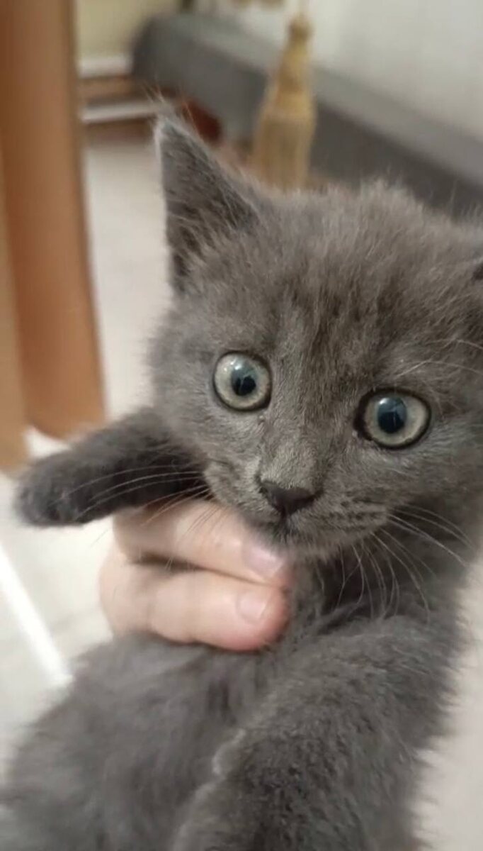 Мордочка один в один, как у того с белой грудкой. Фото из архива автора