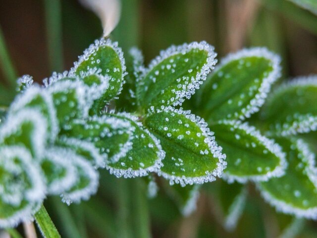    Фото: ТАСС/ЕРА/MTI/Gyorgy Varga