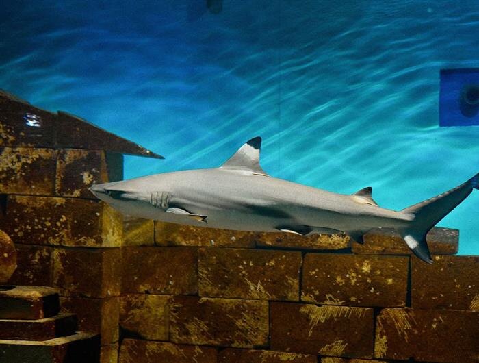    ФОТО: Самарский океанариум