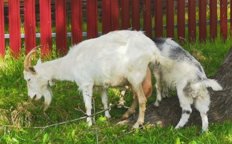    Фото: Лукьянов Дмитрий, AgroXXI.ru