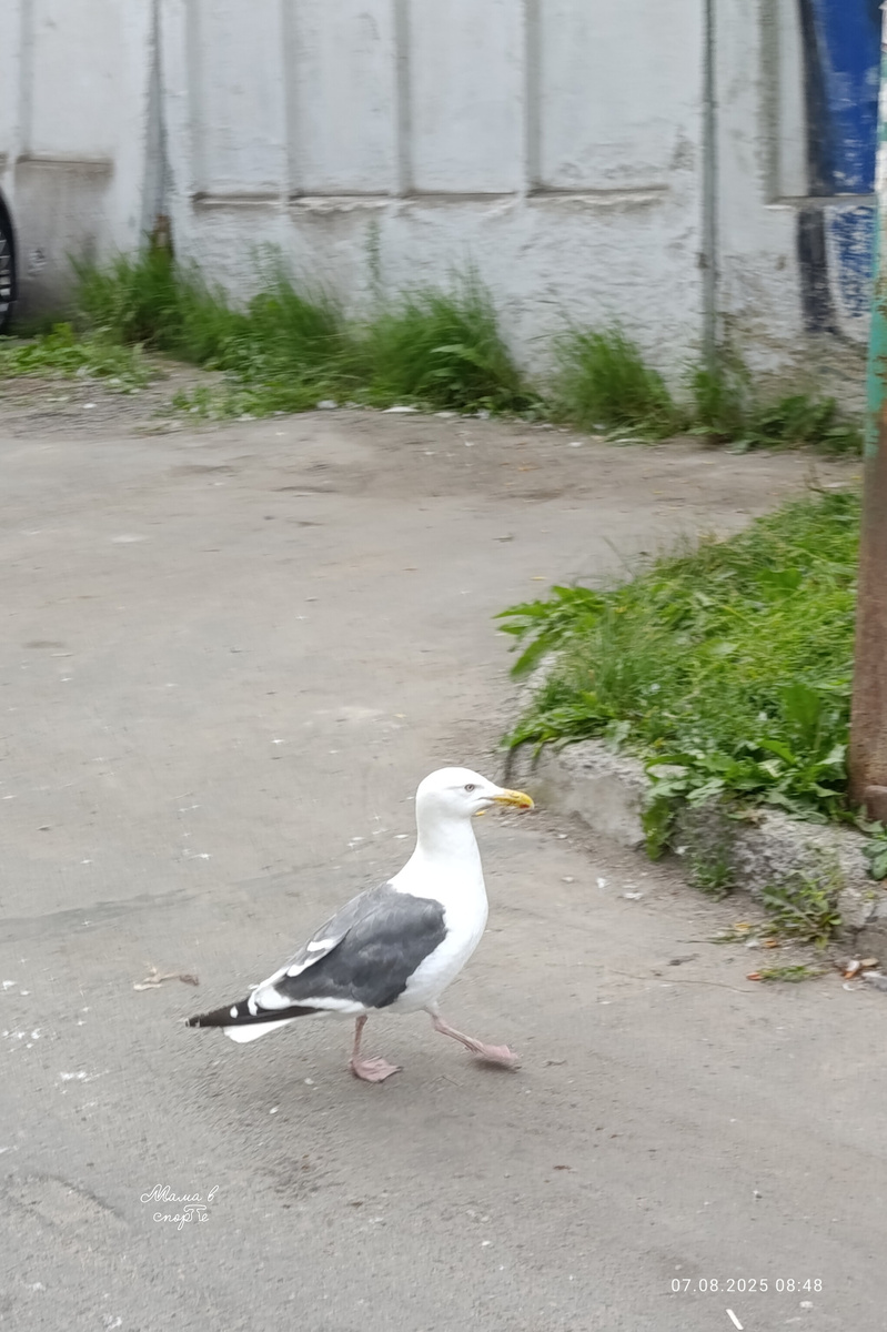 Магаданская чайка.