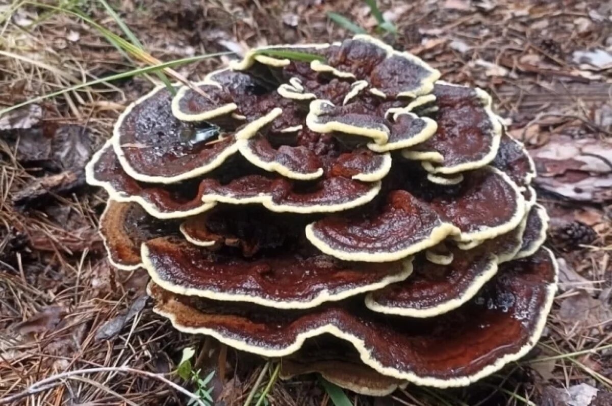    В нацпарке «Сенгилеевские горы» обнаружили гриб красильщиков