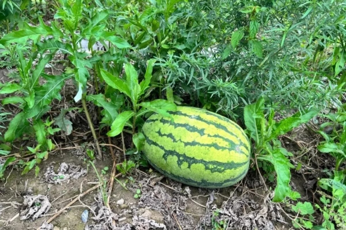   Более 2 тыс. тонн арбузов появятся на ярмарках Хабаровска