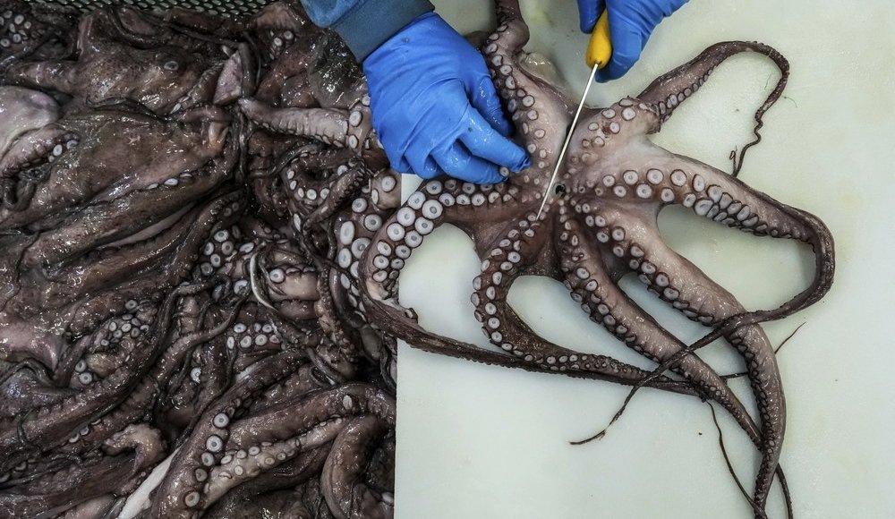    Фото: AP Photo/Annika Hammerschlag