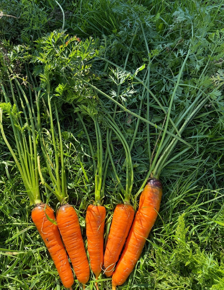 Морковь Курода Шантане
