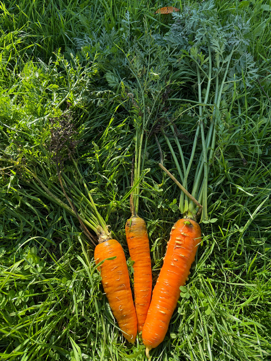 Морковь Император