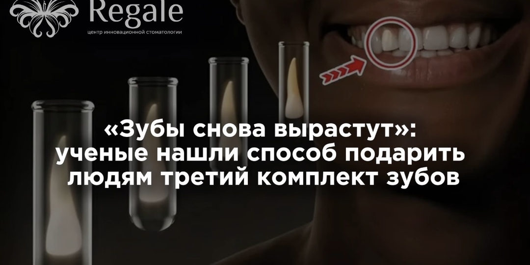 «Зубы снова вырастут»: ученые нашли способ подарить людям третий комплект зубов.