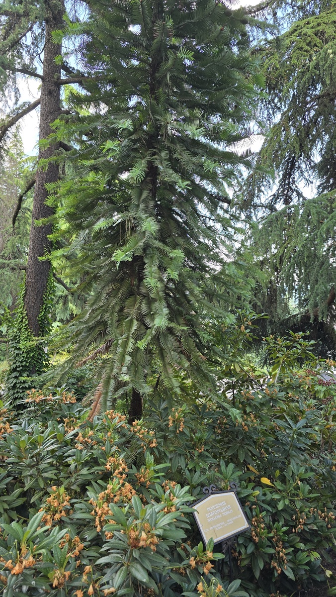 Воллемия благородная. Партенит. Южный берег Крыма