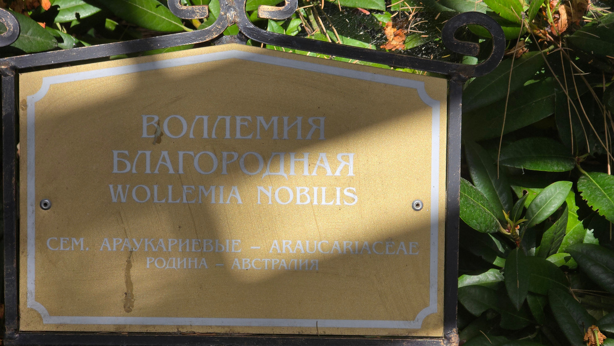 Воллемия благородная. Партенит. Южный берег Крыма