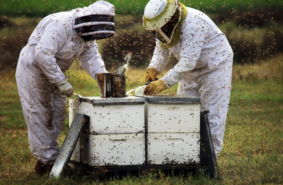 Пчеловоды в окружении пчел