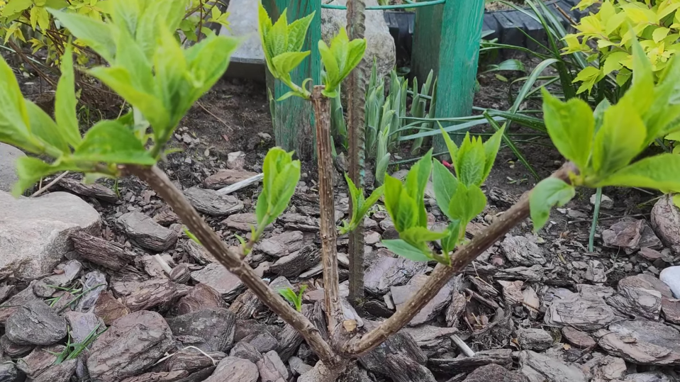 Готовлю метельчатую гортензию к морозам 4 простыми приемами. Даже в суровую зиму ни один побег не пострадал