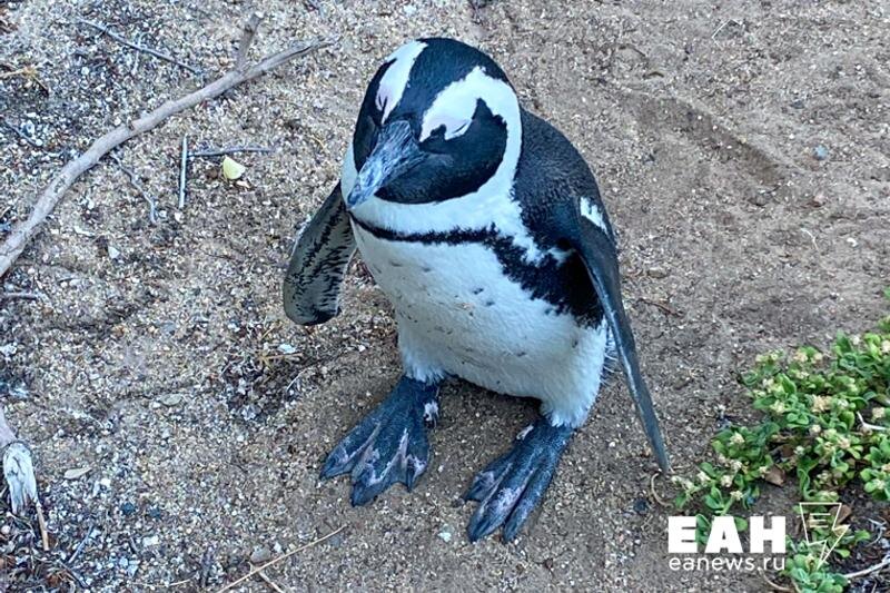    ЕАН. Архивное фото