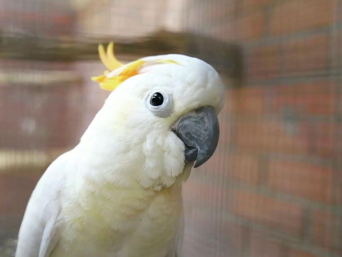    Оранжевохохлый какаду в Московском зоопарке© Московский зоопарк/Telegram