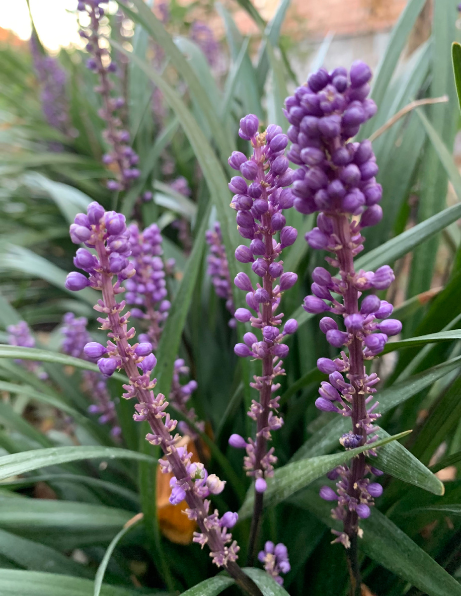 Лириопе отцветает. 