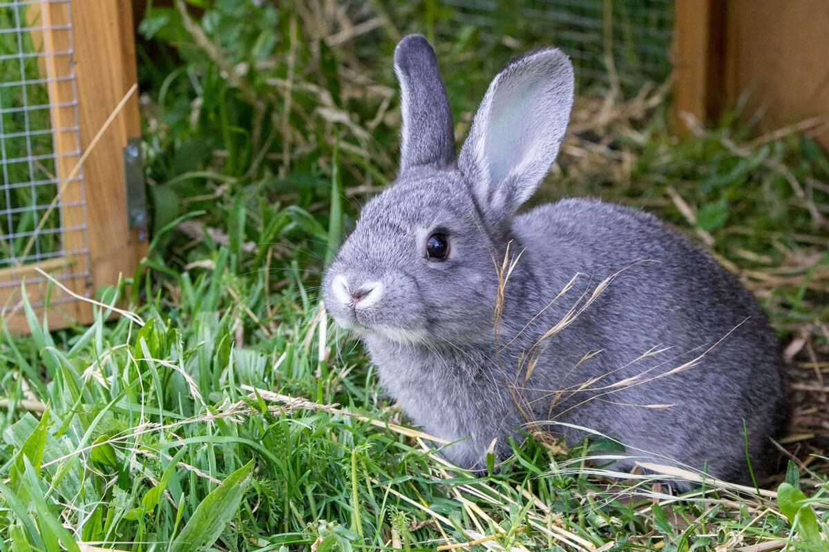 Кролик.Домашнее чудо на приусадебном участке.