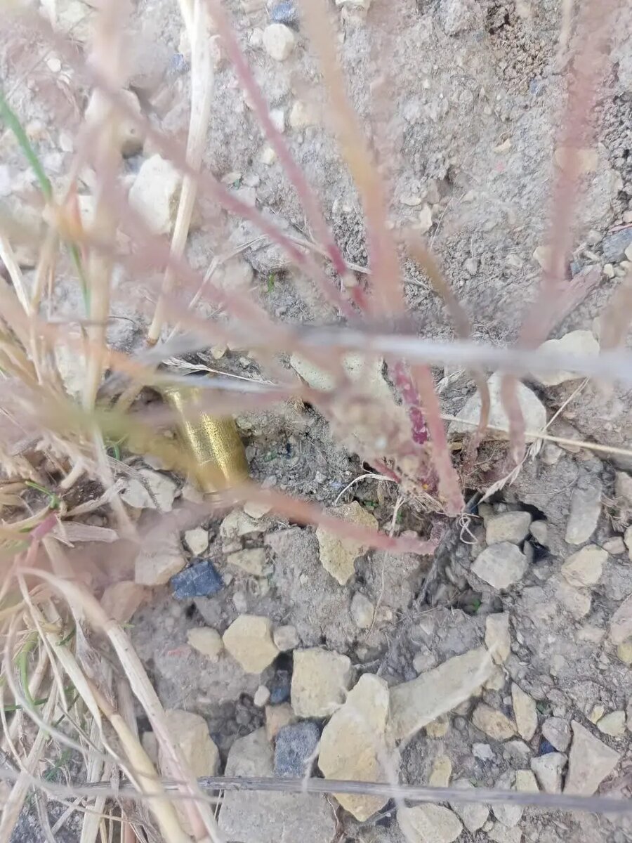    Фото: пресс-служба ГУ МВД по Петербургу и Ленобласти