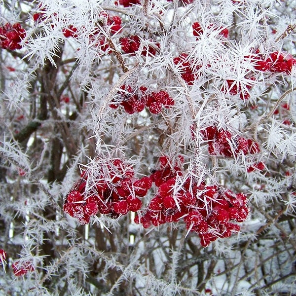 картинка из интернета