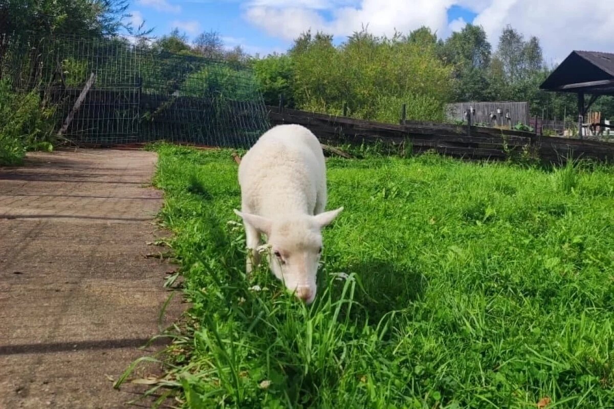    Осиротевшего ягненка приютили волонтеры в Псковской области