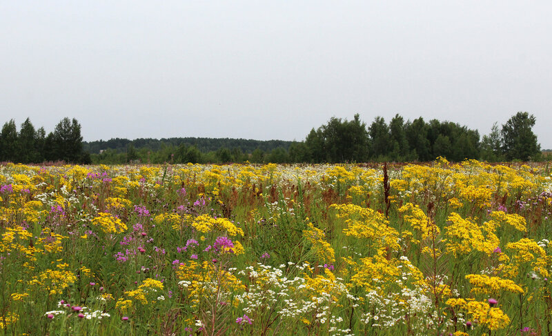 брянские луга