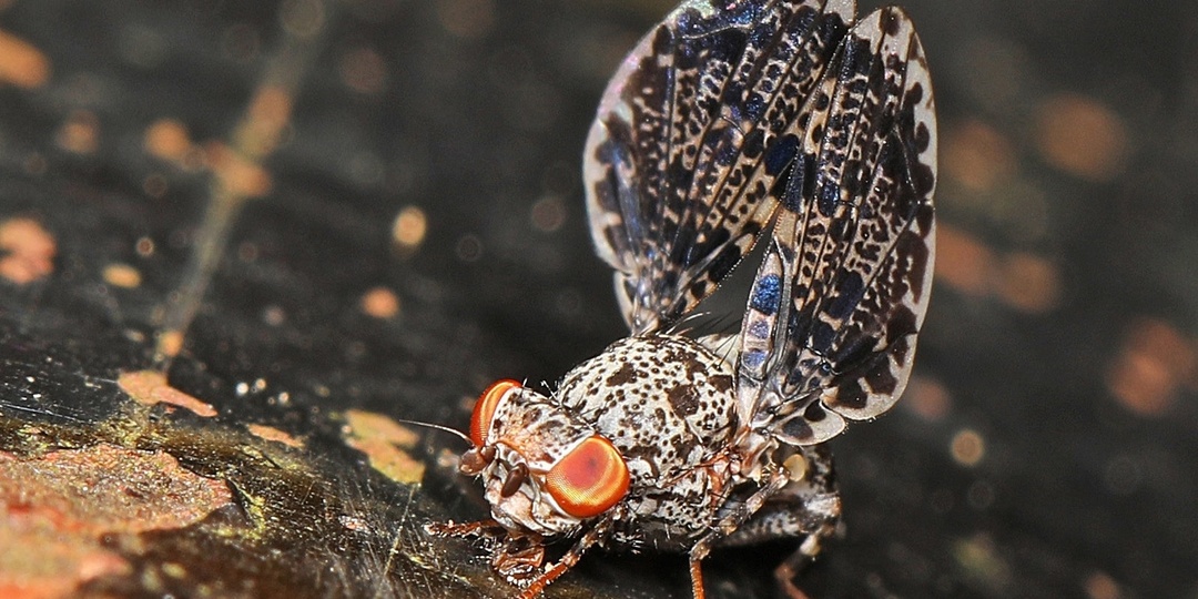 Муха-павлин Callopistromyia annulipes – настоящая красавица среди мух