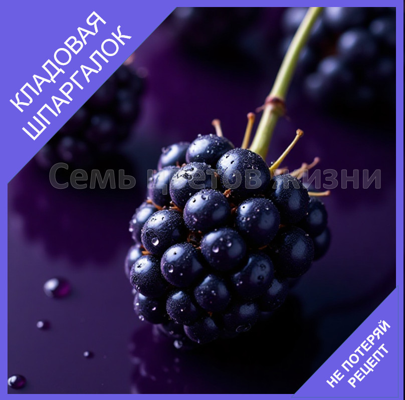 Ежевика- как сохранить на зиму